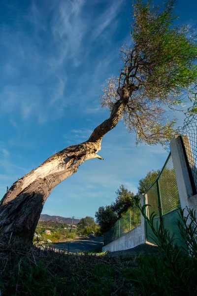 Kromme boom op het platteland — Stockfoto