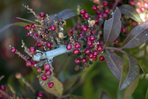 Tmavý keř (Pistacia lentiscus) — Stock fotografie