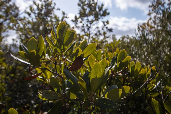 Aardbeiboom (Arbutus Unedo) — Stockfoto