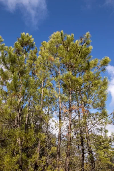 Young pine trees — Stock Photo, Image