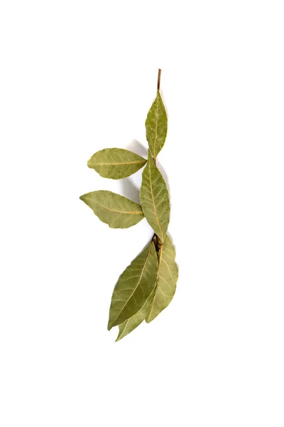 Bay laurel leafs — Stock Photo, Image