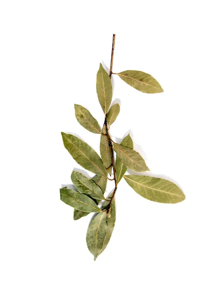 Bay laurel leafs — Stock Photo, Image