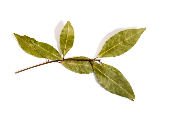 Bay laurel leafs — Stock Photo, Image