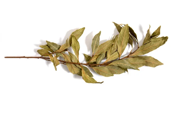 Bay laurel leafs — Stock Photo, Image