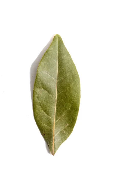 Bay laurel leaf — Stock Photo, Image