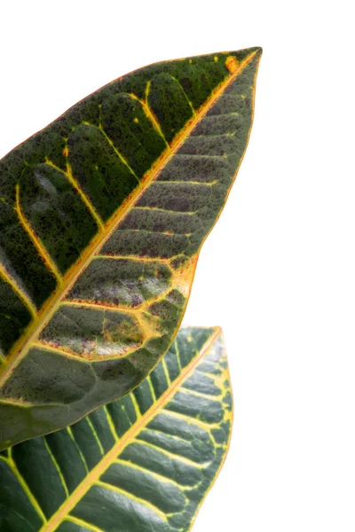 Tuinkruid (Codiaeum variegatum)) — Stockfoto