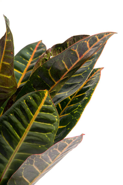 Garden croton (Codiaeum variegatum)