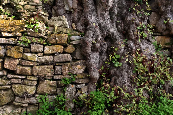 View Ancient Carob Tree Roots Growing Stone Wall — Stock Photo, Image