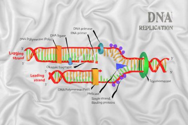 İpek saten kumaş dokusunda DNA kopyalama şeması.