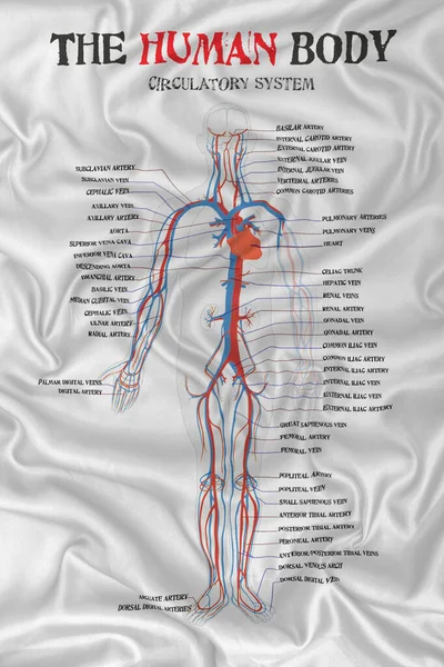 human body circulatory system diagram on silk satin fabric texture.