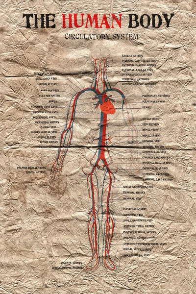 human body circulatory system diagram on very old paper.