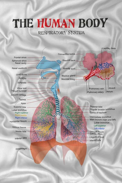 Diagrama Del Sistema Respiratorio Del Cuerpo Humano Textura Tela Satén —  Fotos de Stock