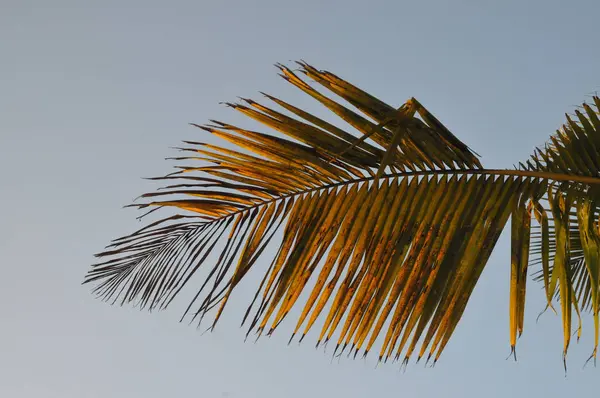 Пальмовый лист в мозамбике — стоковое фото
