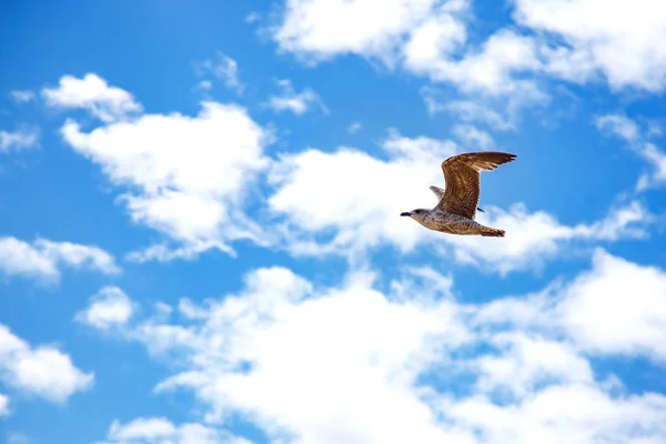 A lonely seagull in the sky, a bird soars beautifully among the clouds, against a blue sky