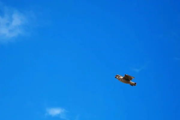 Eine einsame Möwe am Himmel, ein Vogel schwebt schön zwischen den Wolken vor blauem Himmel — Stockfoto