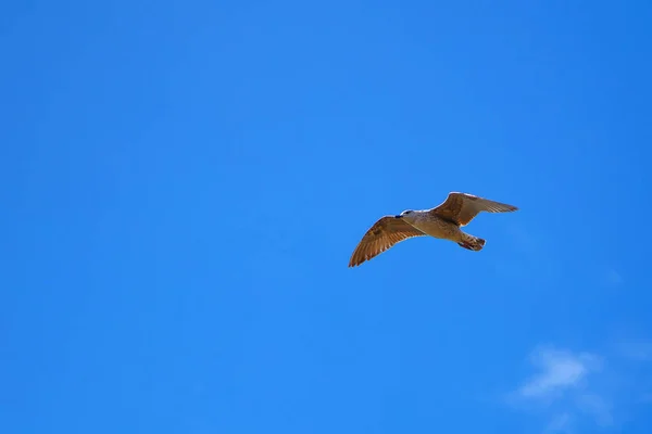 Eine einsame Möwe am Himmel, ein Vogel schwebt wunderschön zwischen den — Stockfoto