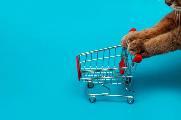Mavi arka plandaki bakkal sepetindeki hastalıkların tedavisi, bir sepet hapı iten kedi bacakları, virüsler için tedavi alma konsepti, hastalıkların tedavisi, dağınık tabletler.