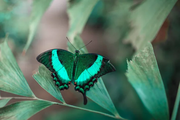 Stora färgglada grön fjäril — Stockfoto
