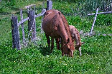 Bir tayı kırsal alanda (Köyü) ile bir at. Yakın çekim. Yaz 