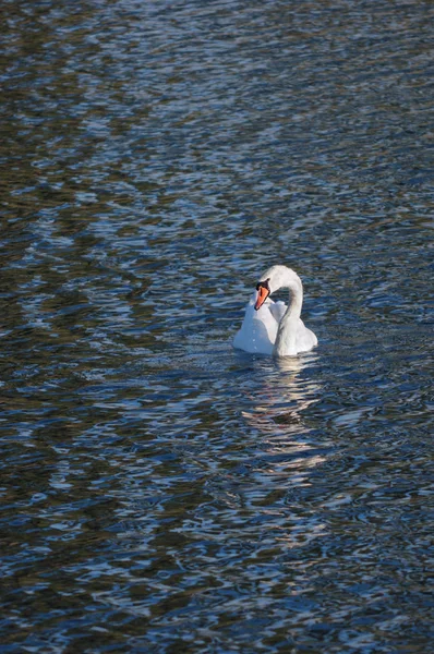 Labuť na jezeře na pozadí vlny. — Stock fotografie