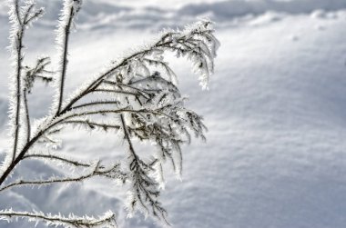 Çim üzerinde güzel Don deseni. Frosty kartı. Hassaslık bir