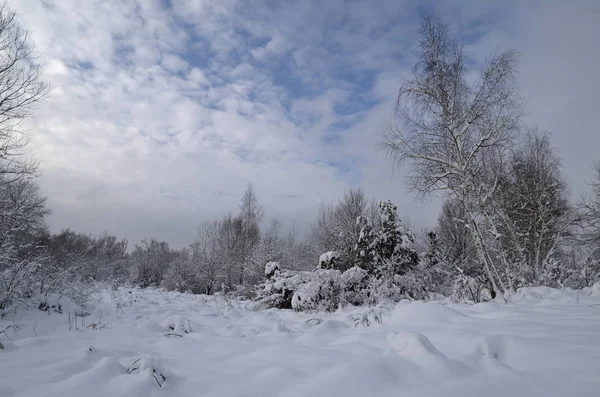 Eenzame boom in een prachtige besneeuwde bomen. — Stockfoto