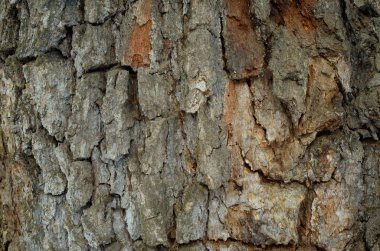 Ağaç kabuğu deseni. Arka plan. Güzel doku.