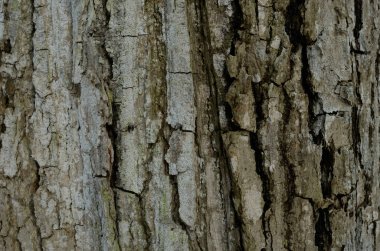 Ağaç kabuğu deseni. Arka plan. Güzel doku.