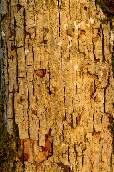 O padrão de casca de árvore. Contexto. Textura bonita . — Fotografia de Stock