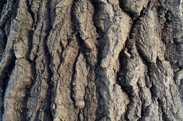 O padrão de casca de árvore. Contexto. Textura bonita . — Fotografia de Stock
