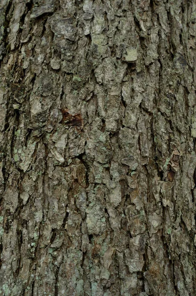 O padrão de casca de árvore. Contexto. Textura bonita . — Fotografia de Stock