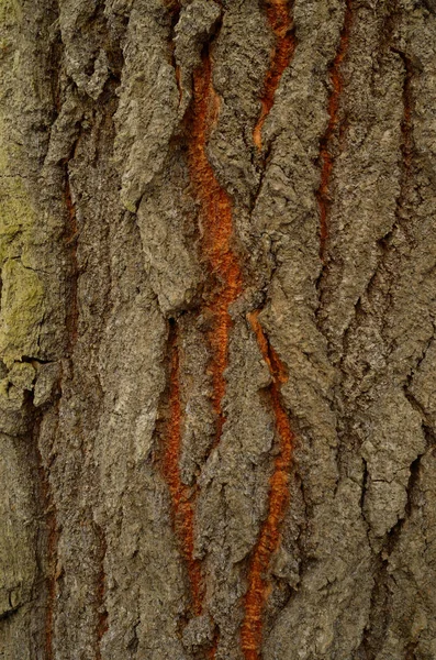Le motif de l'écorce d'arbre. Contexte. Belle texture . — Photo