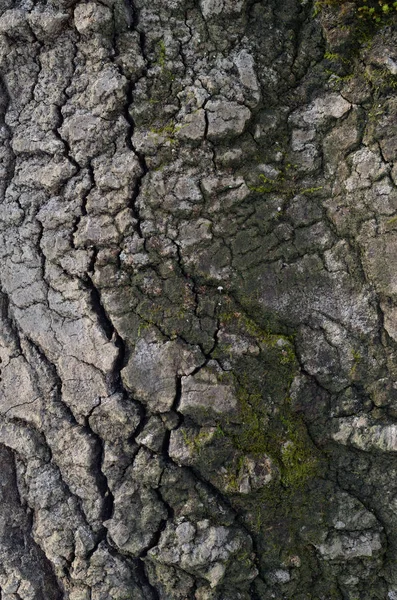 The pattern of tree bark. Background. Beautiful texture. — Stock Photo, Image