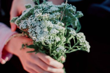 Beyaz kır çiçekleri tarladaki bir kızın ellerinde