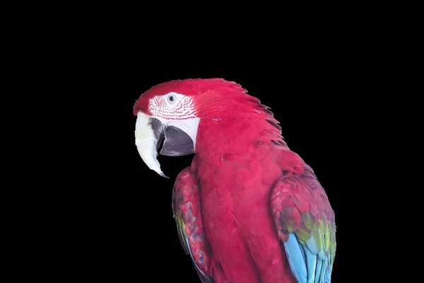 Multi Colored Parrot Black Isolate — Stock Photo, Image