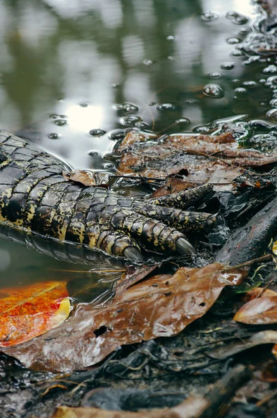 Fecho da pata de crocodilo, floresta tropical Bornéu — Fotografia de Stock