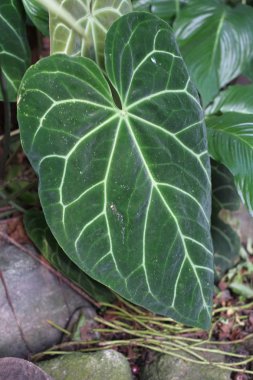 Yapraklı bitkiler Colocasia esculenta Asya kraliçesi