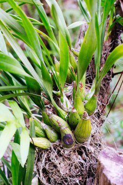 Orkide çiçek Asya kuru bir ağaç dikti
