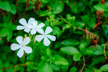 Güzel beyaz walleriana, Asya'da Impatiens çiçek