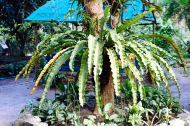 palm çiçek Asya'da ağaç dikti