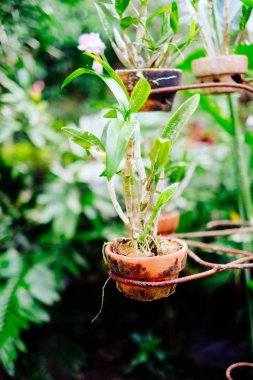 Asya'da bir asılı pot orkide çiçek dikti
