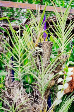 Orkide çiçek Asya kuru bir ağaç dikti