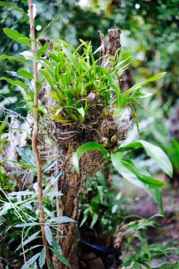 Orkide çiçek Asya kuru bir ağaç dikti