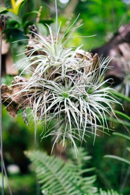 Orkide çiçek Asya kuru bir ağaç dikti