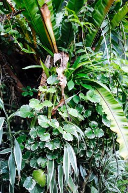 palm çiçek Asya'da ağaç dikti