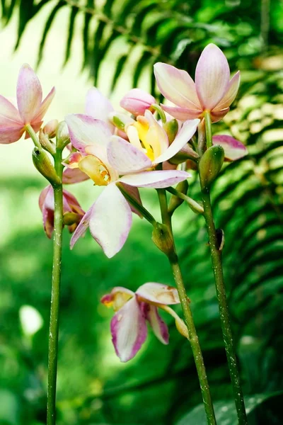 Flor de orquídea phalaenopsis rosa en el jardín botánico. Una planta hermosa de la orquídea en naturaleza —  Fotos de Stock