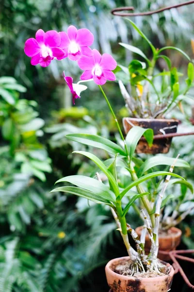 Roze phalaenopsis orchidee bloem in de botanische tuin. Een prachtige orchidee plant in de natuur — Stockfoto