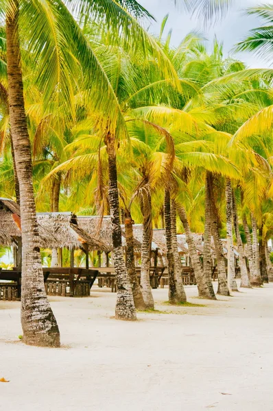 Cabanas Nipa na praia de areia de coral branco rodeado de palmas — Fotografia de Stock