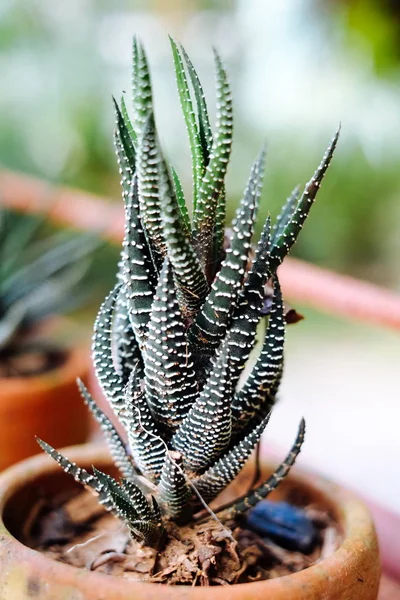 Avvicinamento alla Zebra Haworthia Fasciata, Attenuata Succulenta la Pianta Arida — Foto Stock