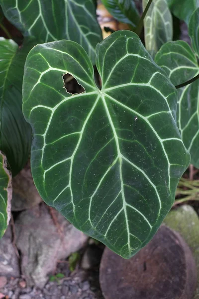 Yapraklı bitkiler Colocasia esculenta Asya kraliçesi — Stok fotoğraf